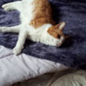 Meet your Posher, Nicholas vautour de canada